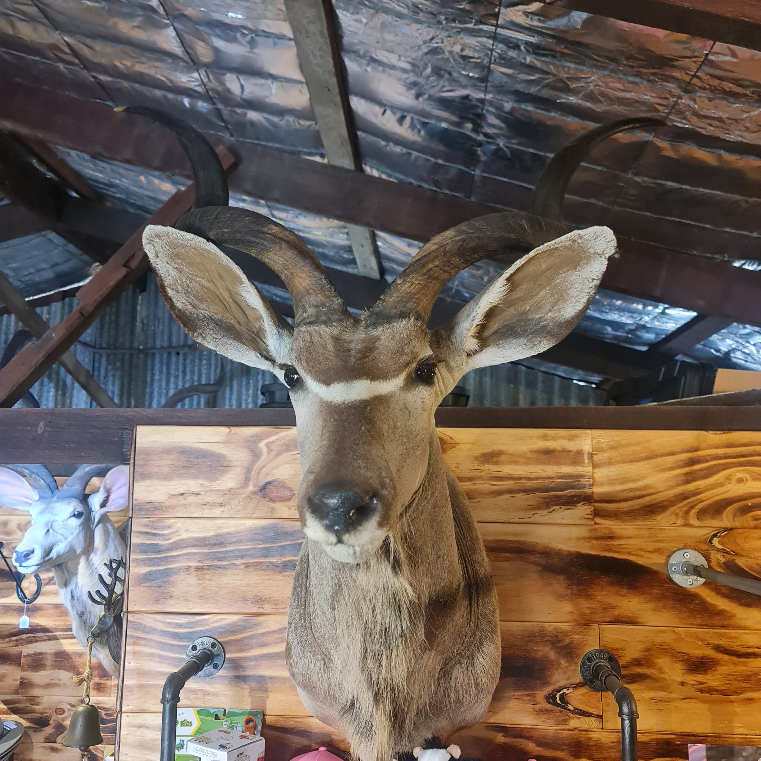 Kudu Shoulder Mount 26inch Antlers | Longhorn Country & Apparel